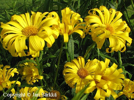 Doronicum austriacum